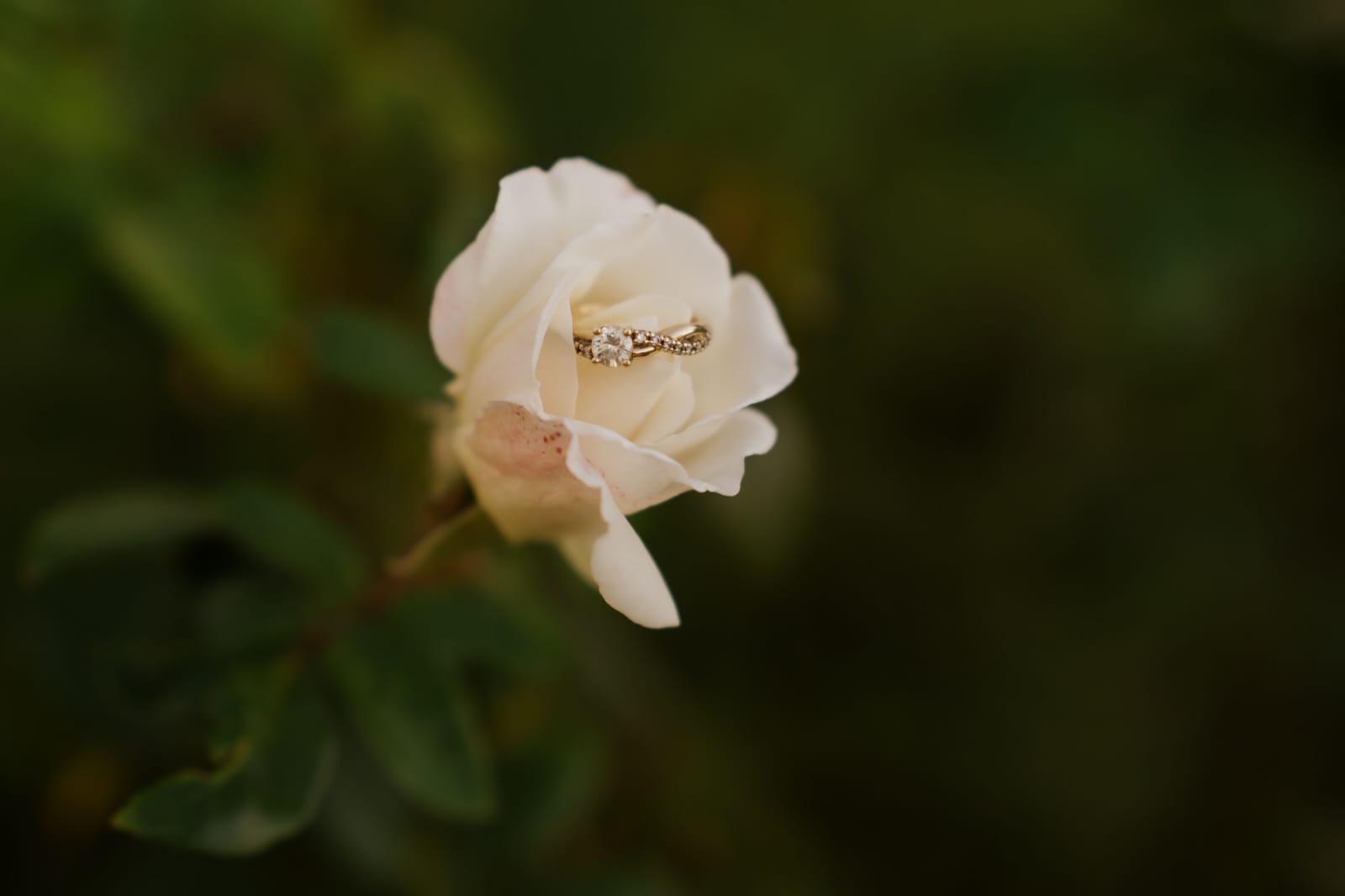 Ring detail 1